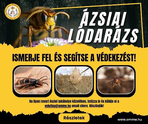 ázsiai lódarázs- darázsirtás